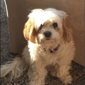 Meet your Posher, Carol